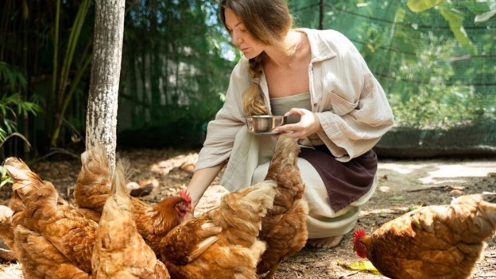 woman feeding brown chickens