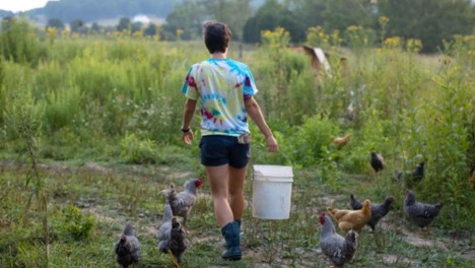person carrying bucket surrounded with chicken